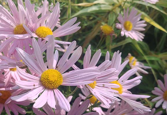 paysagiste saint-hubert gazon fleurs